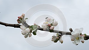 Apple tree seen blooming on a glorious spring day