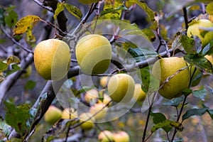 Apple on tree in Sichuan China