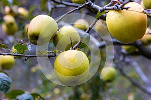 Apple on tree in Sichuan China