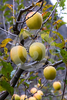 Apple on tree in Sichuan China