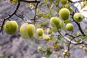 Apple on tree in Sichuan China