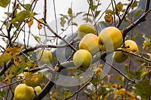 Apple on tree in Sichuan China