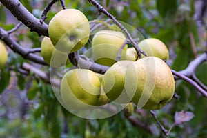 Apple on tree in Sichuan China