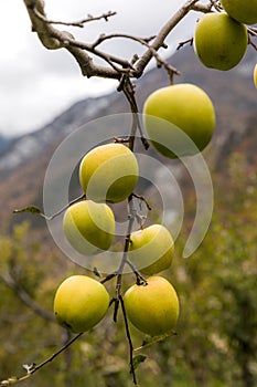 Apple on tree in Sichuan China