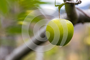 Apple on tree in Sichuan China