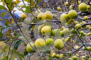 Apple on tree in Sichuan China