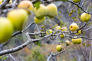 Apple on tree in Sichuan China