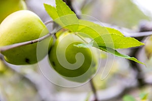 Apple on tree in Sichuan China