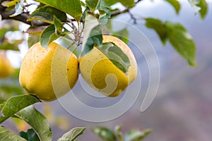 Apple on tree in Sichuan China