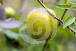 Apple on tree in Sichuan China