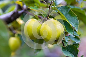 Apple on tree in Sichuan China