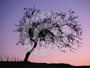 Apple tree silhouette against amazing sunset