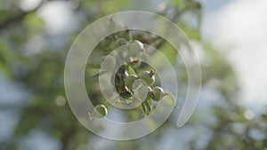 apple tree with small green apples on a branch