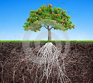 An apple tree and soil with roots and grass 3D illustration