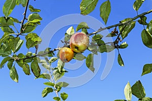 Apple tree with some apples and fungal infestation on the trunk