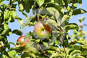 Apple tree with some apples and fungal infestation on the trunk