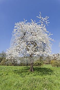 Apple tree in spring, Lower Saxony, Germany