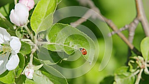 Apple tree in spring orchard blooming with white flowers. Beautiful branch on spring day. Ladybug on an apple leaf.