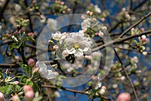 Apple tree spring white flowers bloom in garden