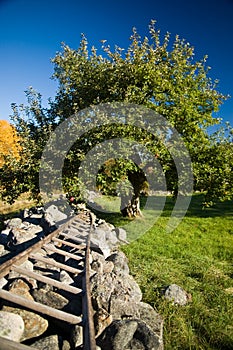 Apple Tree and Stone Wall