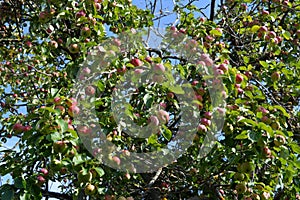 Apple tree strewn with ripe apples in a fruitful year