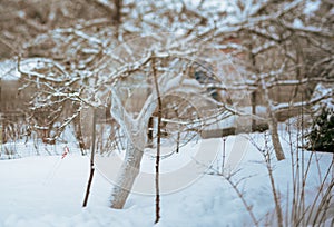 apple tree supported with sticks, winter scene