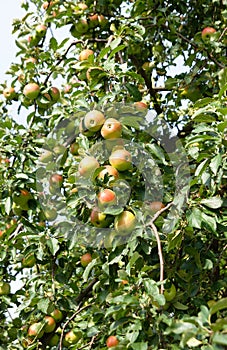 Apple tree with tasty fruits