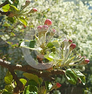 Apple tree that is about  to  blossom