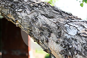 Apple tree trunk with old bark close-up