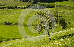Apple tree, Tuhinj valley, Slovenia photo