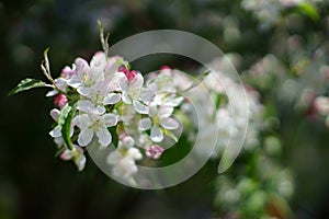 Apple tree twig with white and pink blossom close up.
