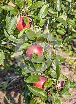 Apple tree in Tyrol Italy