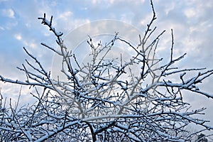 The Apple tree under snow