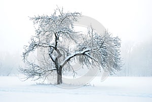 Apple Tree under Snow in Winter