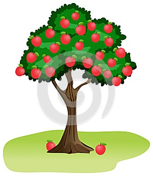 Apple tree vector drawing on isolated white background full of fruits