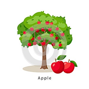 Apple tree vector illustration in flat design isolated on white background, farming concept, tree with fruits and big