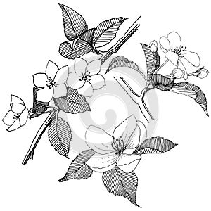 Apple tree in a vector style isolated.