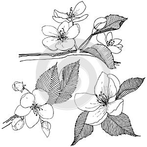 Apple tree in a vector style isolated.