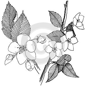 Apple tree in a vector style isolated.