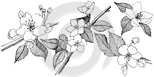 Apple tree in a vector style isolated.