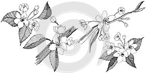 Apple tree in a vector style isolated.