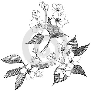 Apple tree in a vector style isolated.