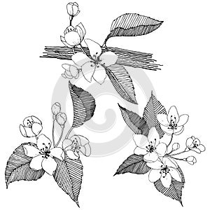 Apple tree in a vector style isolated.