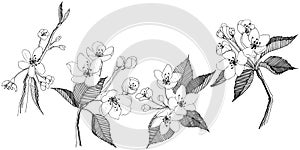 Apple tree in a vector style isolated.