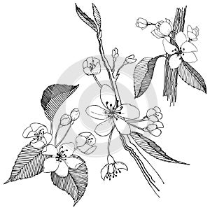 Apple tree in a vector style isolated.