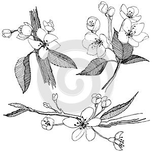 Apple tree in a vector style isolated.