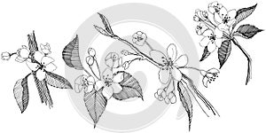 Apple tree in a vector style isolated.