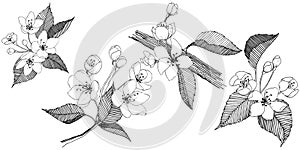 Apple tree in a vector style isolated.