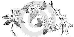 Apple tree in a vector style isolated.