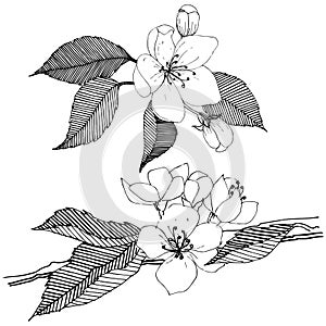 Apple tree in a vector style isolated.